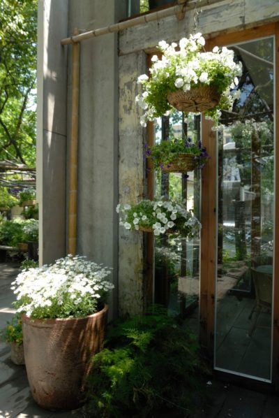 Un porche rustique avec des paniers suspendus remplis de fleurs blanches et violettes, une grande plante en pot avec des fleurs blanches et de la verdure en dessous. La lumière du soleil filtre à travers les arbres, projetant des ombres sur la terrasse en bois et la porte vitrée adjacente à la composition végétale ; une scène vraiment digne du photographe Thomas Duclert.