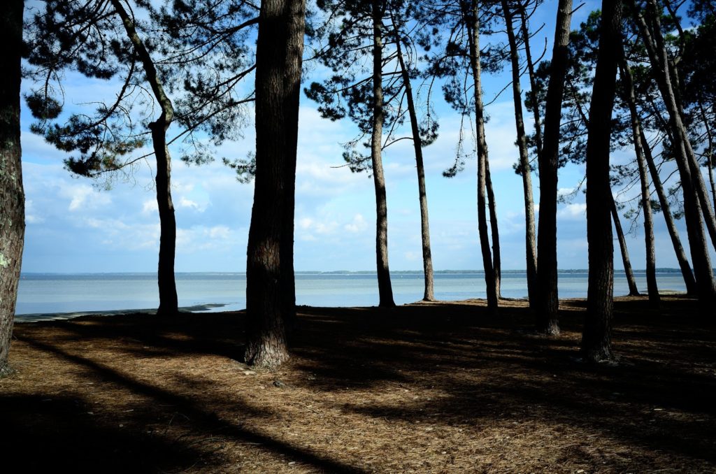 Lake Cazaux and forest photographed by Thomas L. Duclert fashion photographer