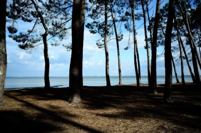 Une scène sereine au bord d'un lac avec de grands pins élancés projetant de longues ombres sur le sol. Le lac est calme, avec un ciel bleu clair et quelques nuages blancs au-dessus. La lumière du soleil filtre à travers les arbres, créant une atmosphère pittoresque rappelant le rêve d'un photographe parisien.